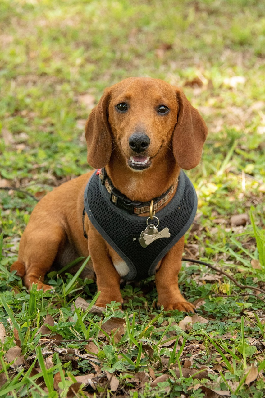 dog, pet, puppy, happy dog, bone, animal, cute